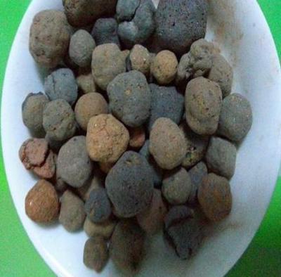 養(yǎng)殖君子蘭、酒瓶蘭,土壤埋點(diǎn)“它”,根系和葉片蹭蹭長(zhǎng)